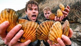 SCALLOP DIVING - Catch & Cook on the South Coast of England for a 3 course dinner!