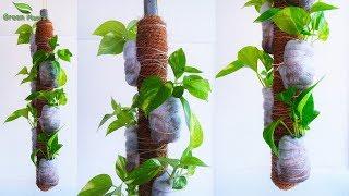 Money plants Without Pots-Money plants Growing on Hanging Stick-Money plant Coir Stick//GREEN PLANTS