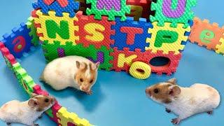 How to make ABC house for Hamster! Learning Alphabet Letters & Numbers with Eva Puzzle Mats
