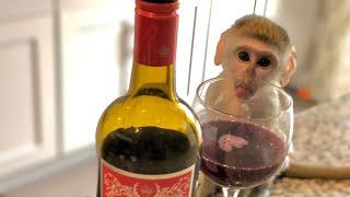 Baby monkey wine tasting!