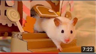 How to Make Popsicle Stick House for Rat | DIY Hamster House | Make a Hamster House from Cardboard