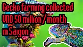 Gecko farming collected more than VND 50 million per month in Saigon