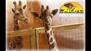 April the Giraffe Cam - Animal Adventure Park