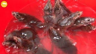 How to make Rat Trap Water ???? 10 Mice in trapped 1 Hour ???? Mouse/ Rat trap | House Mice