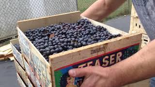Making Wine (Part 1) Crush