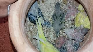 How To Make Love Birds Cage At Home || Love Birds House Design ..Beautiful Bajrika Bird Gallery..