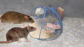 House mice | Rat trap handmade / Stupid Mouse Trap / Easy make a Best Mouse Trap