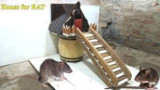 Creative Animal House - House for Rat - How to Make a Wood House for Rat - Rat In House