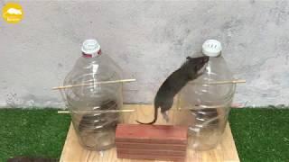 How to make Rat Trap Easy ???????? 10 Mice in trapped one night ???? Mouse/ Rat trap ????????????
