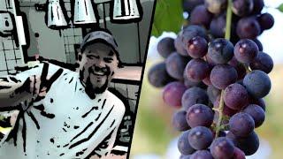 Homemade Organic and Sulphite Free Wine! How to make easy wine at home (Black Grapes)