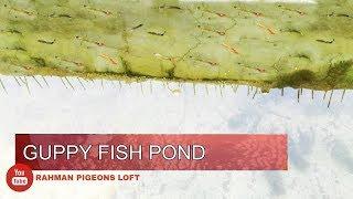 How to make easy guppy fish pond in roof of the house (যে ভাবে ছাদের ওপর গাপ্পি চাষ করবেন।) Part 1