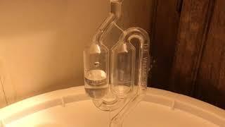 Wine making ???? day 1 results???? action in the airlock!????